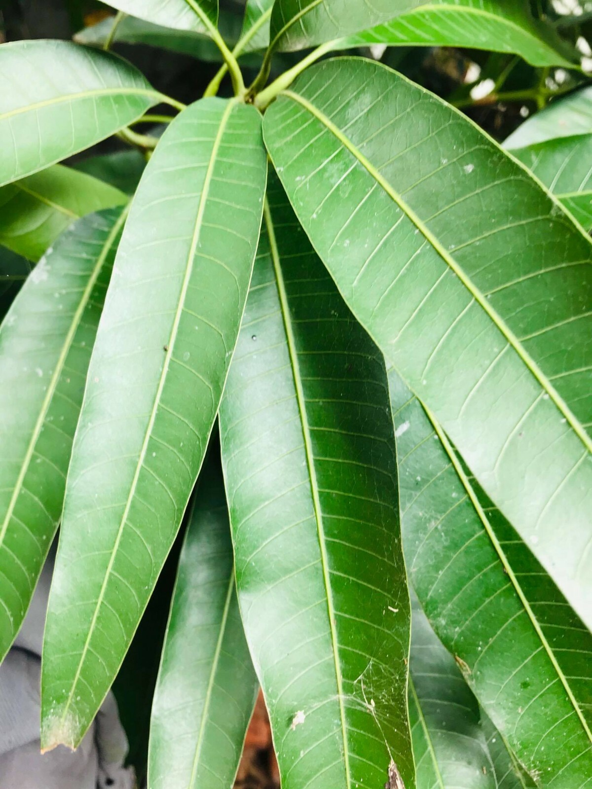 Sun Dried Mango Leaves 200g 100% Organic Home Grown in Ceylon Free Shipping