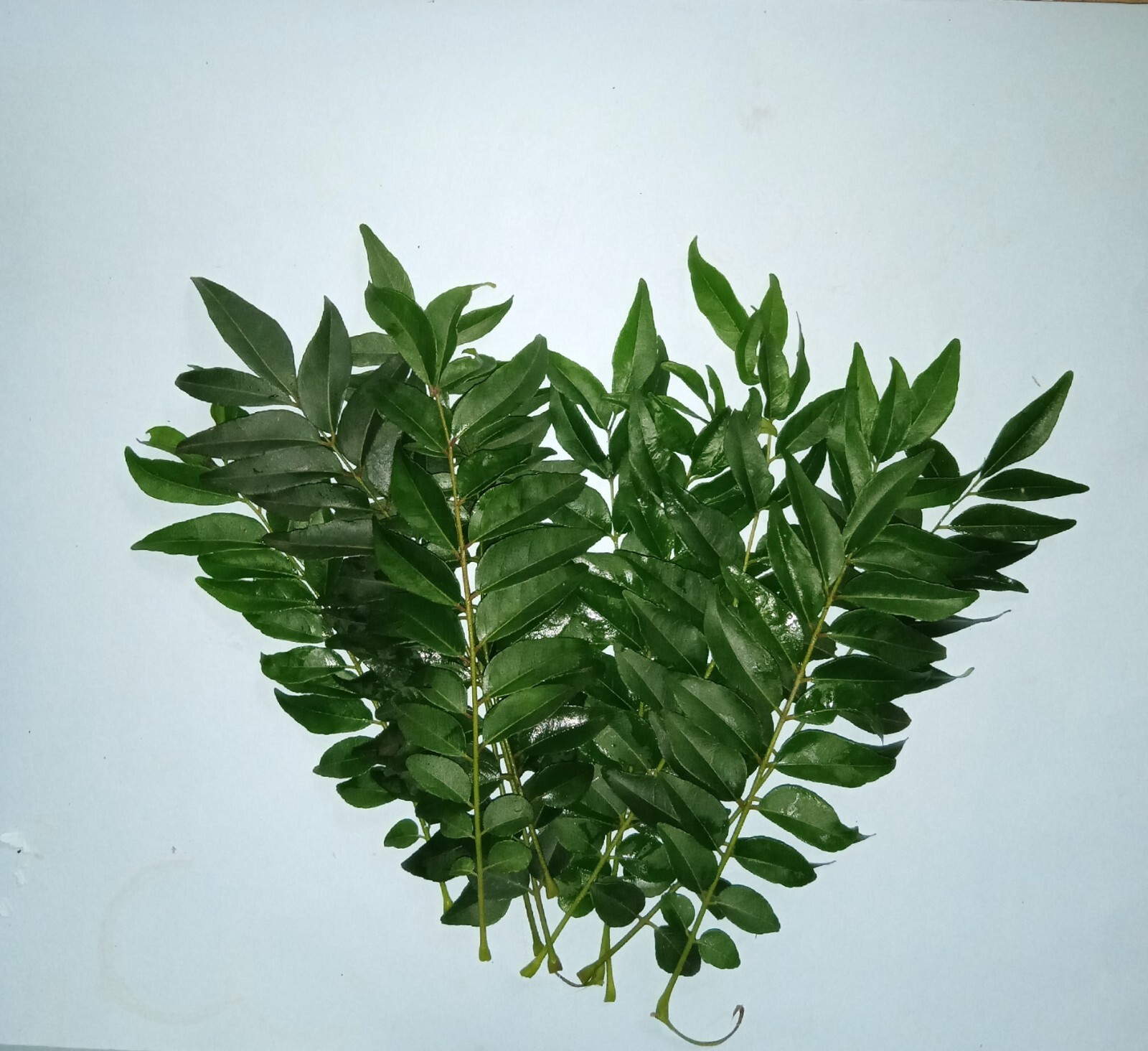 100% Natural Curry Leaves Food Flavoring and Herbal Tea organic 100g