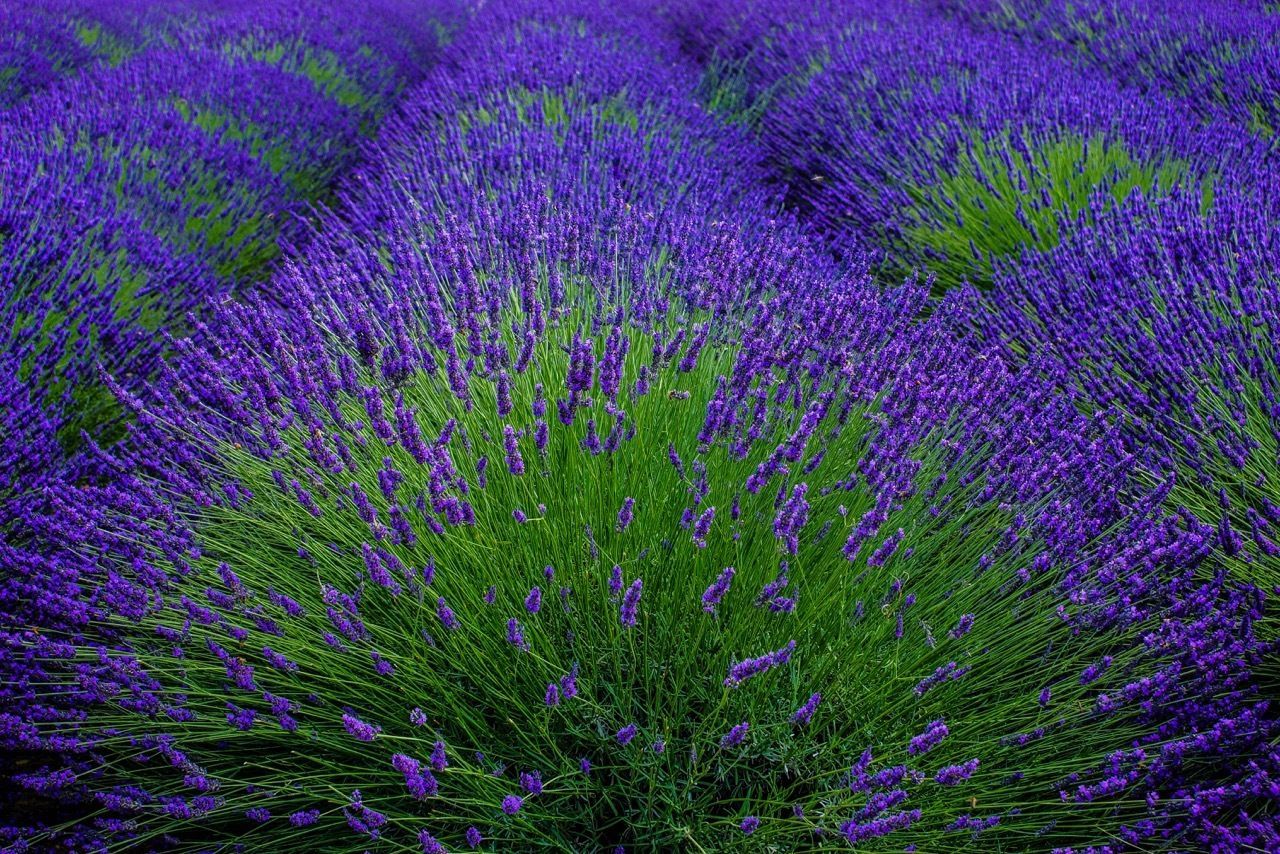 Lavender of Provence organic culinary cooking edible dried flower buds 3 4 6 8oz