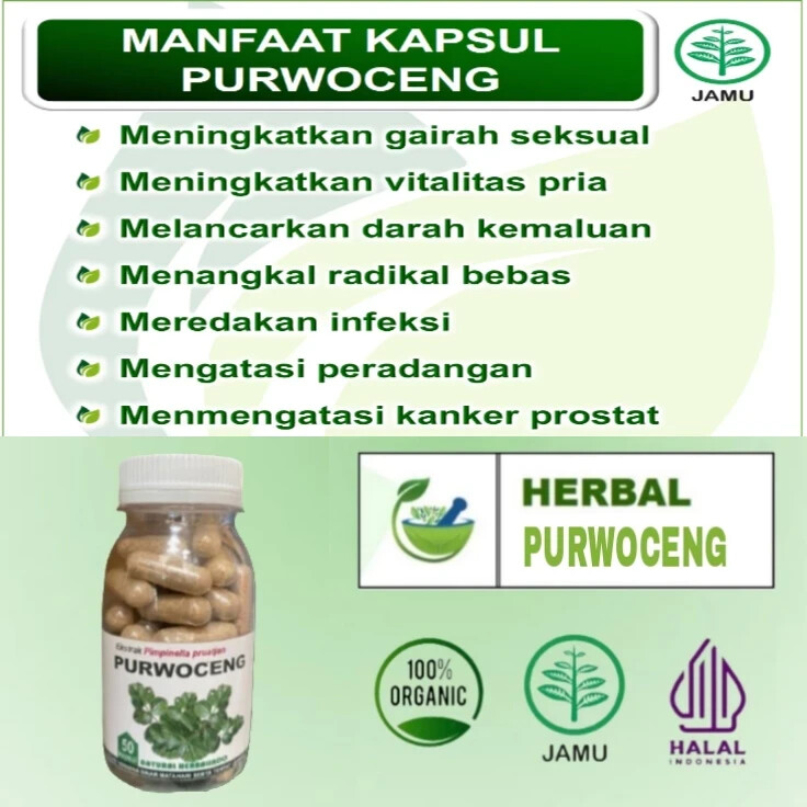 purwoceng Natural Organic Herbs Spices Fresh Pure Hygienic Premium Original