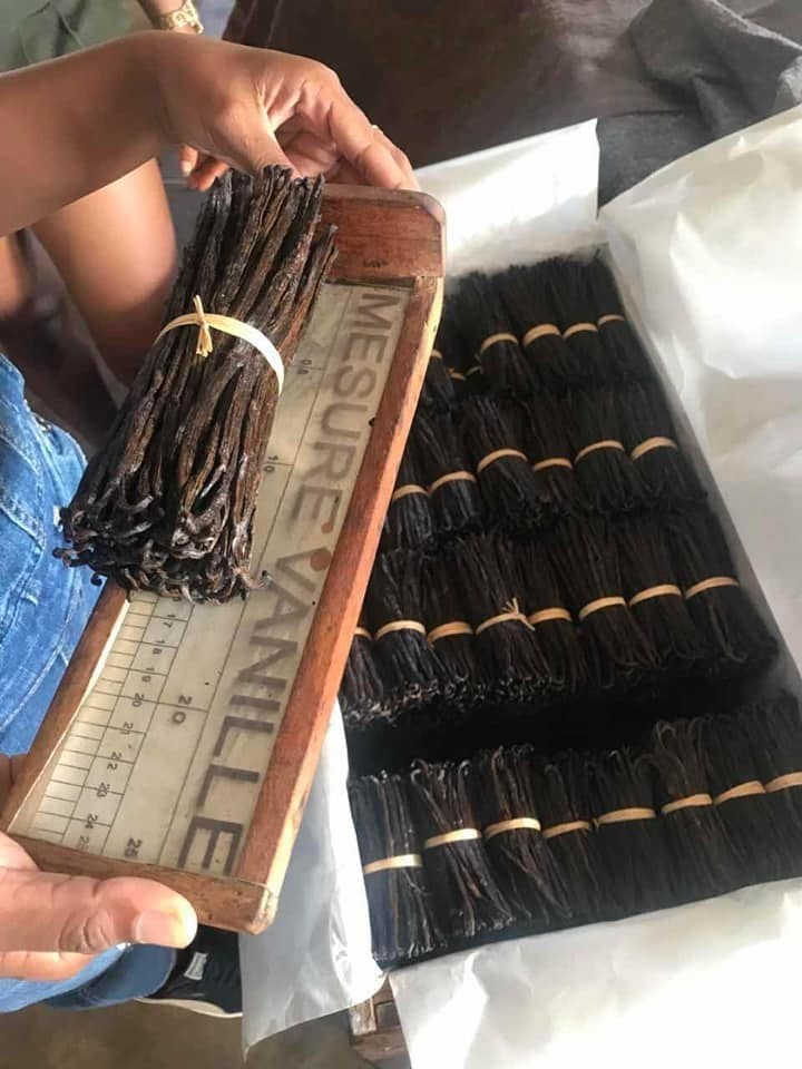 25 Madagascar Extract Grade B Bourbon Vanilla Beans 6-7 inches NEW 2023 HARVEST!