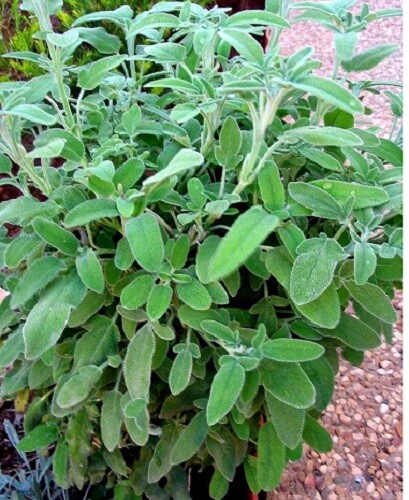 Sagebrush mirmia Natural Organic Palestine Hand Made Holy Land 55g Herbalists