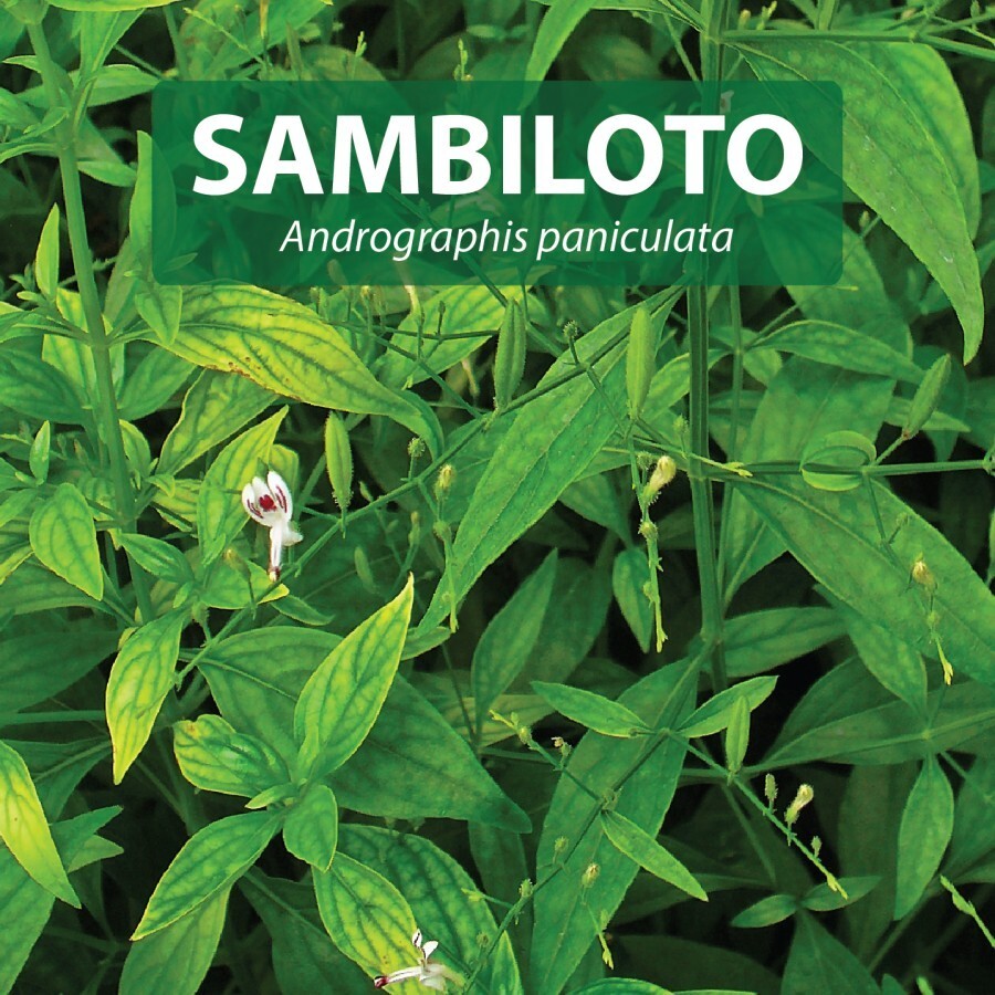 SAMBILOTO 100 Capsules Organic Herbs Spices Fresh Pure Hygienic Premium