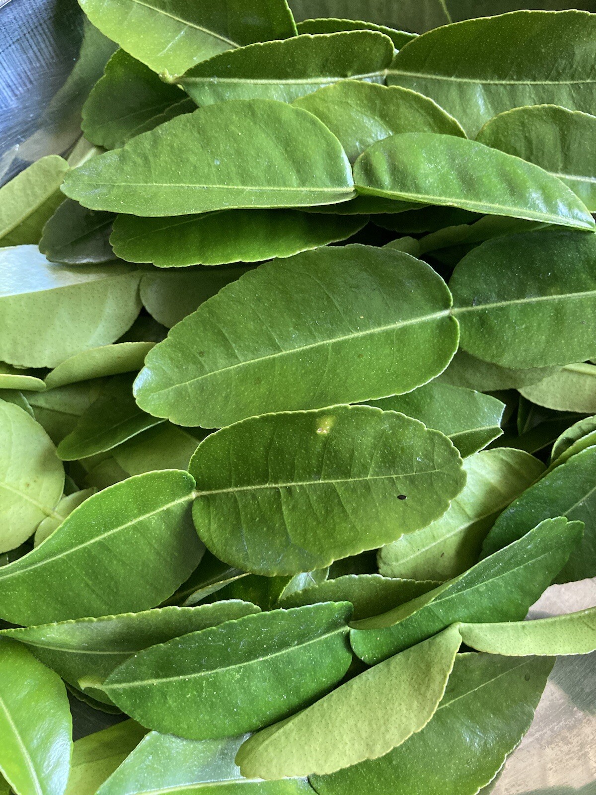 Fresh Healthy Organic Kaffir Lime Leaves Family Grown-Fresh Picked to Ordered