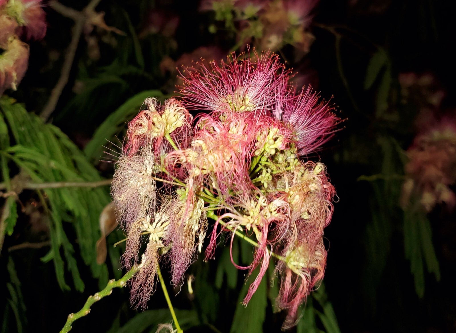 Dried Silk Mimosa Tree Fragarant Pink Flowers Tea Tincture Albizia Julibrissin