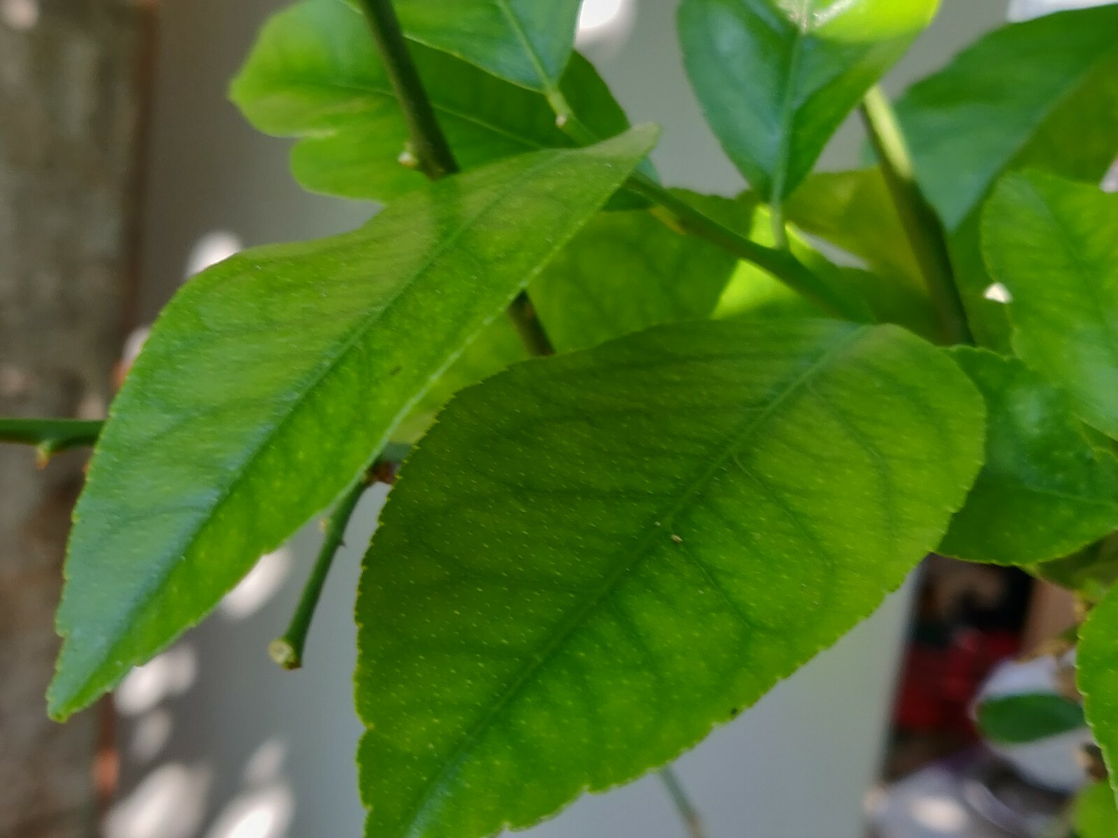 100 HOJAS DE LIMON ORGANICAS FRESCAS 100 FRESH ORGANIC LEMON LEAVES