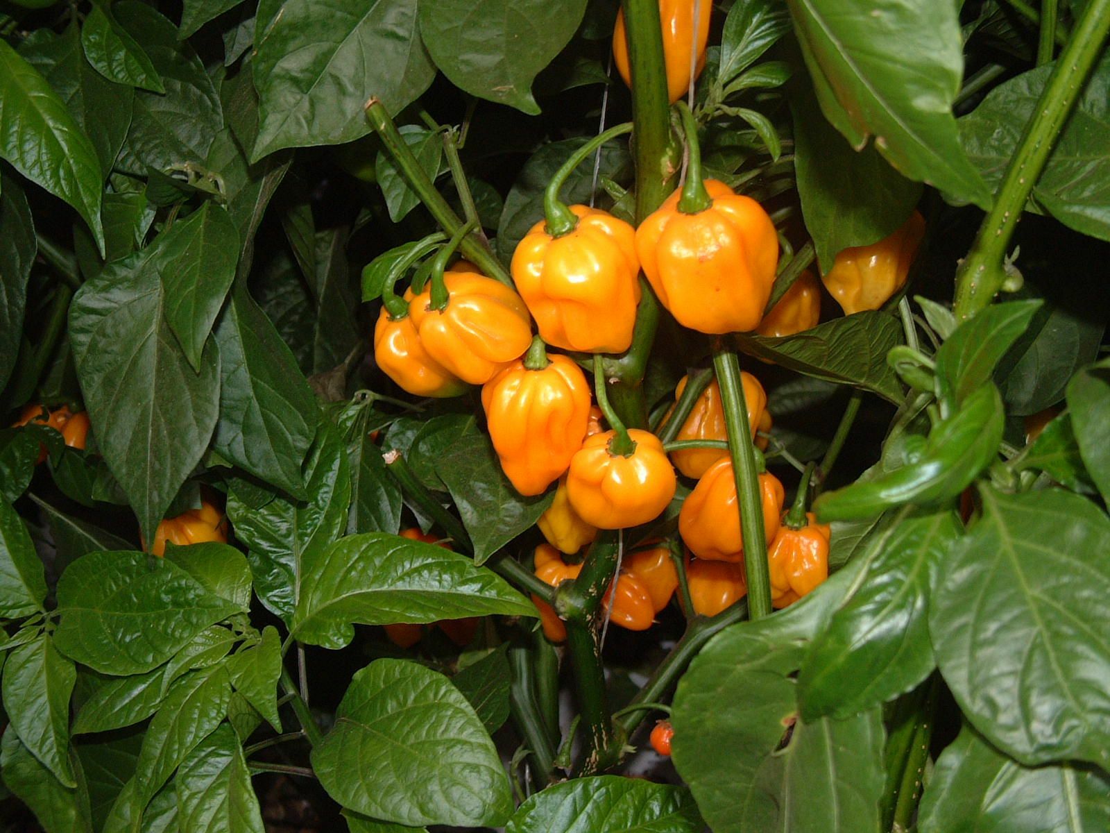 Very Hot Pure Scotch Bonnet Pepper Powder 0.5 OZ (14 g) – Limited Qty