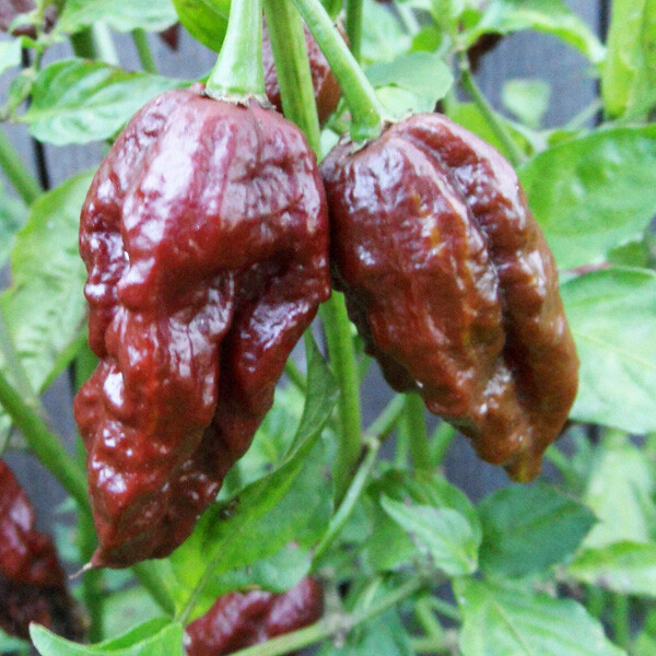 CHOCOLATE Bhut Jolokia Powder 1 lb. | Chocolate Ghost Pepper – Yummy & HOT!!!