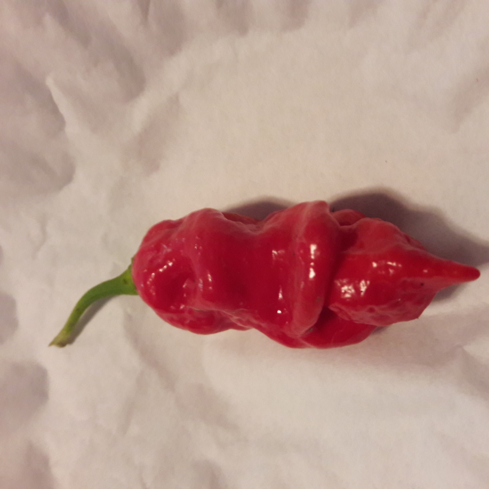 Very Hot Pure Naga (Jolkia) Pepper Powder 0.5 OZ (14 g) – Limited Qty