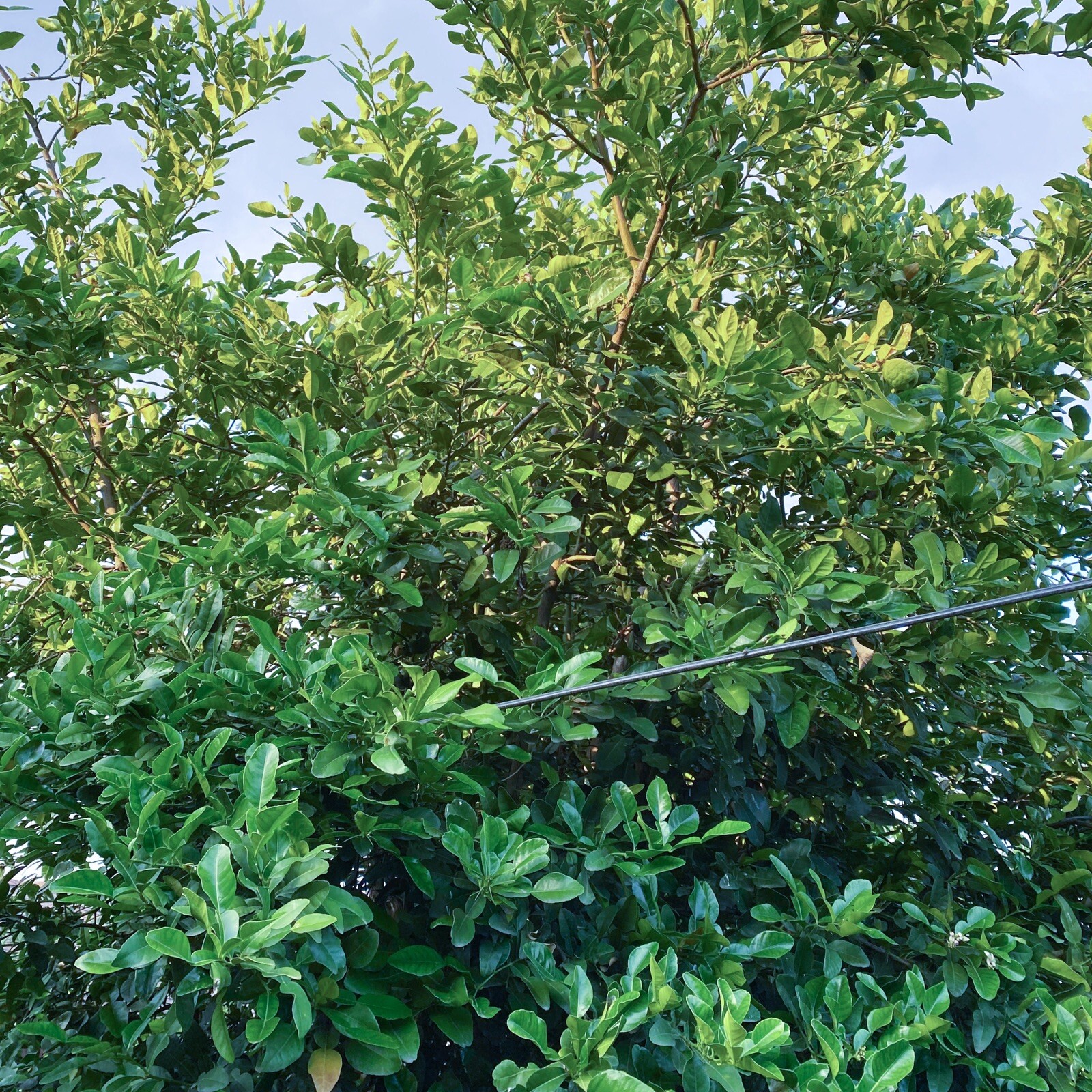 Large Fresh Organic Kaffir Lime Leaves 3 oz (80+ ct) Picked Prior To Shipping