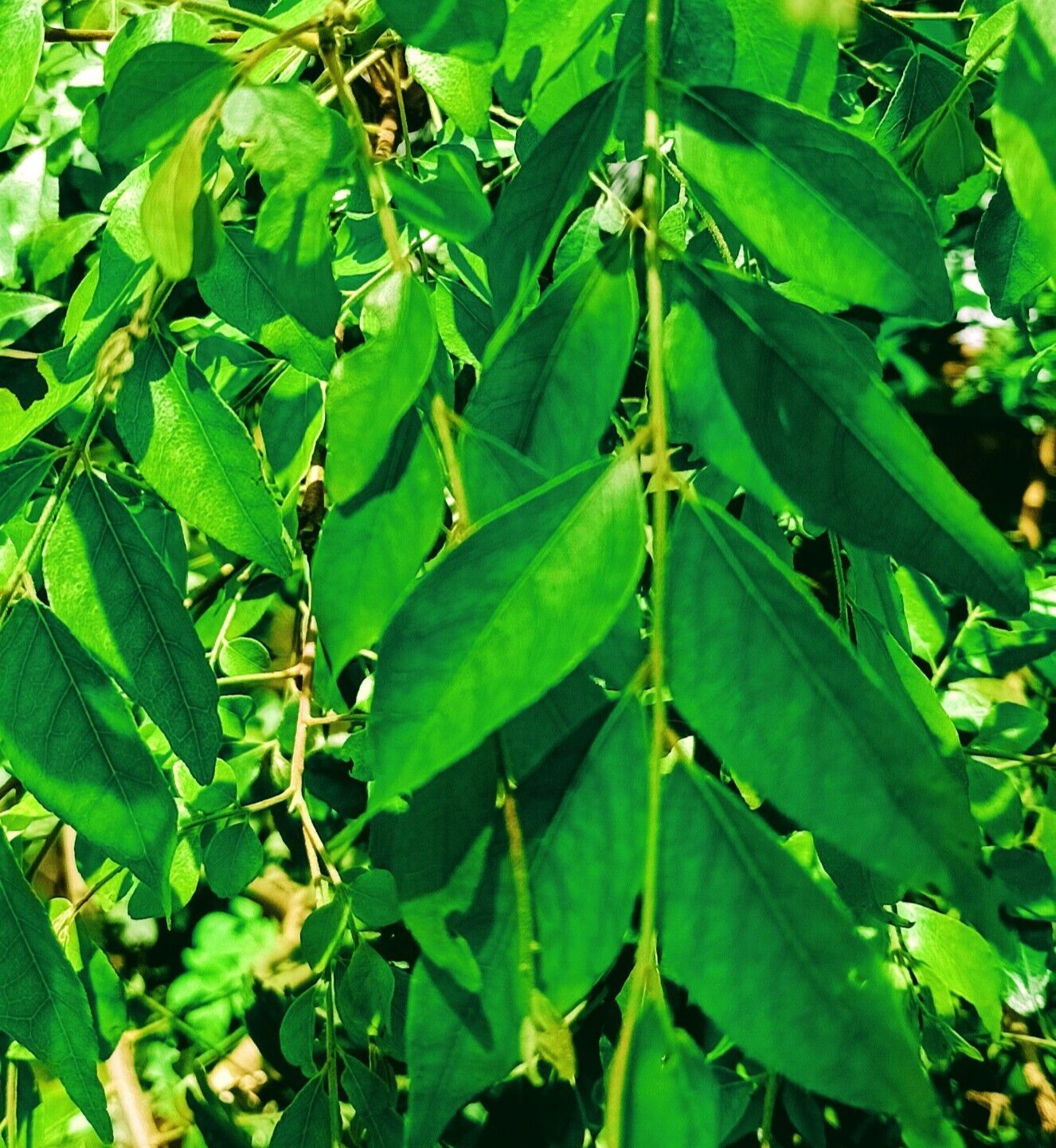 Dried organic Curry Leaves leaf Natural pure Premium quality [20g]