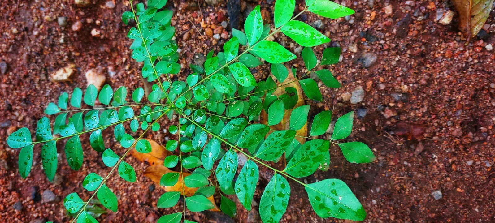 Dried organic Curry Leaves/leaf Natural pure Premium quality Fresh leaf 20g