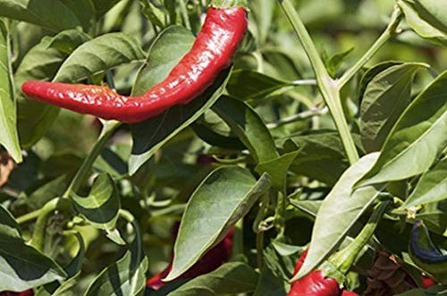 Sweet Smoked Paprika, 2.6 OZ