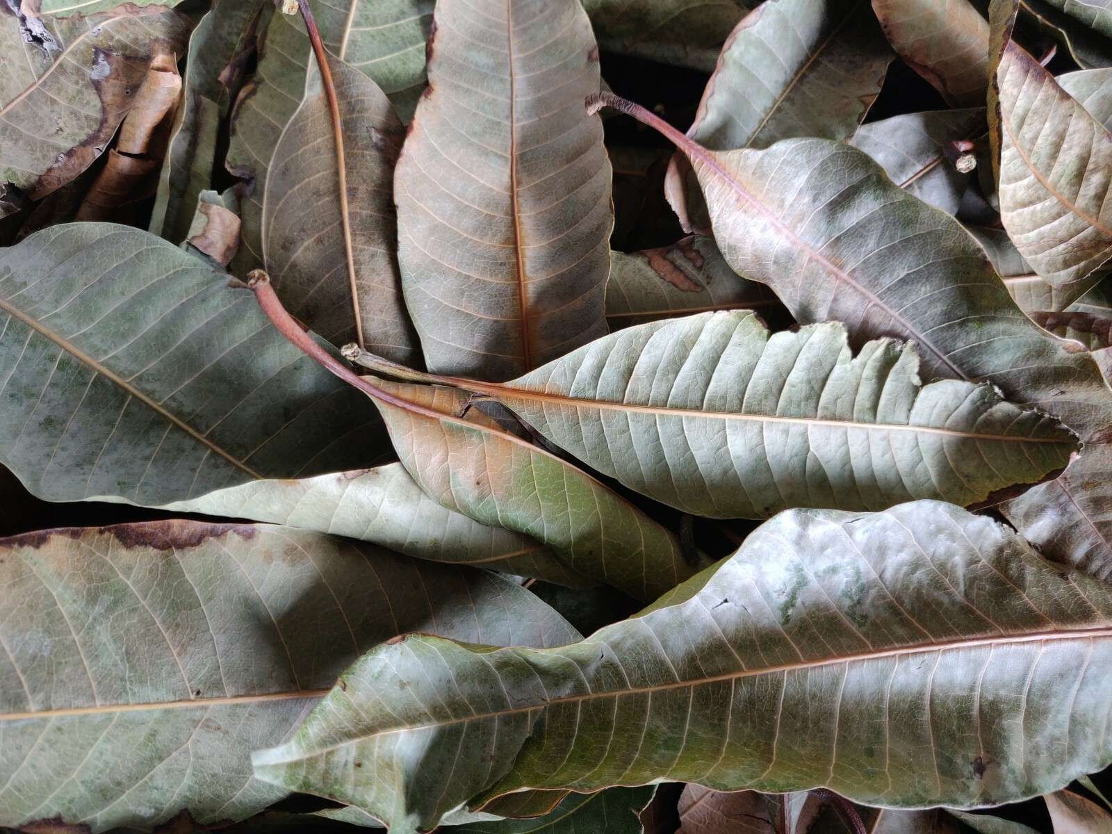 50 HOJAS DE MANGO ORGANICAS SECAS /50 DRY ORGANIC MANGO LEAVES