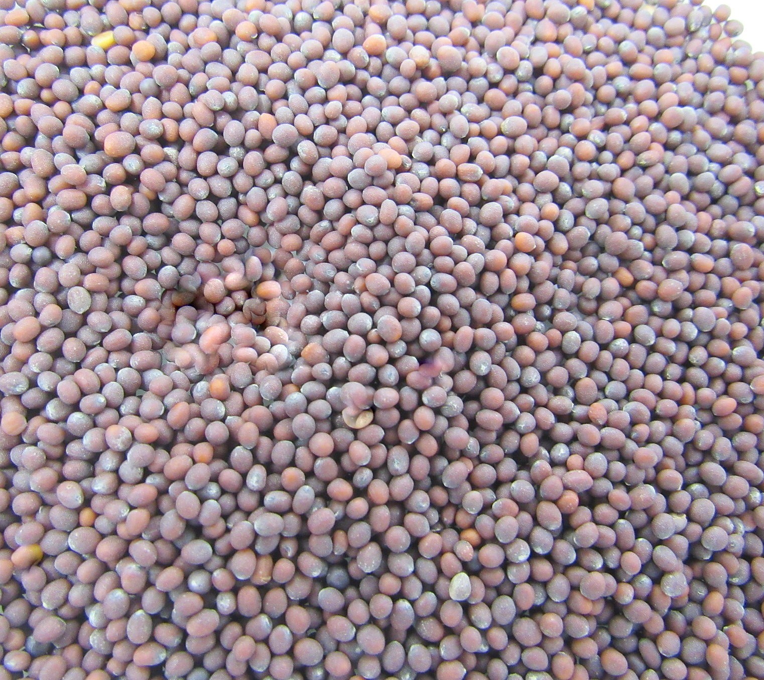 Mustard Seed Brown Black Whole 1 oz Culinary Herb Spice Brassica Juncea Canada