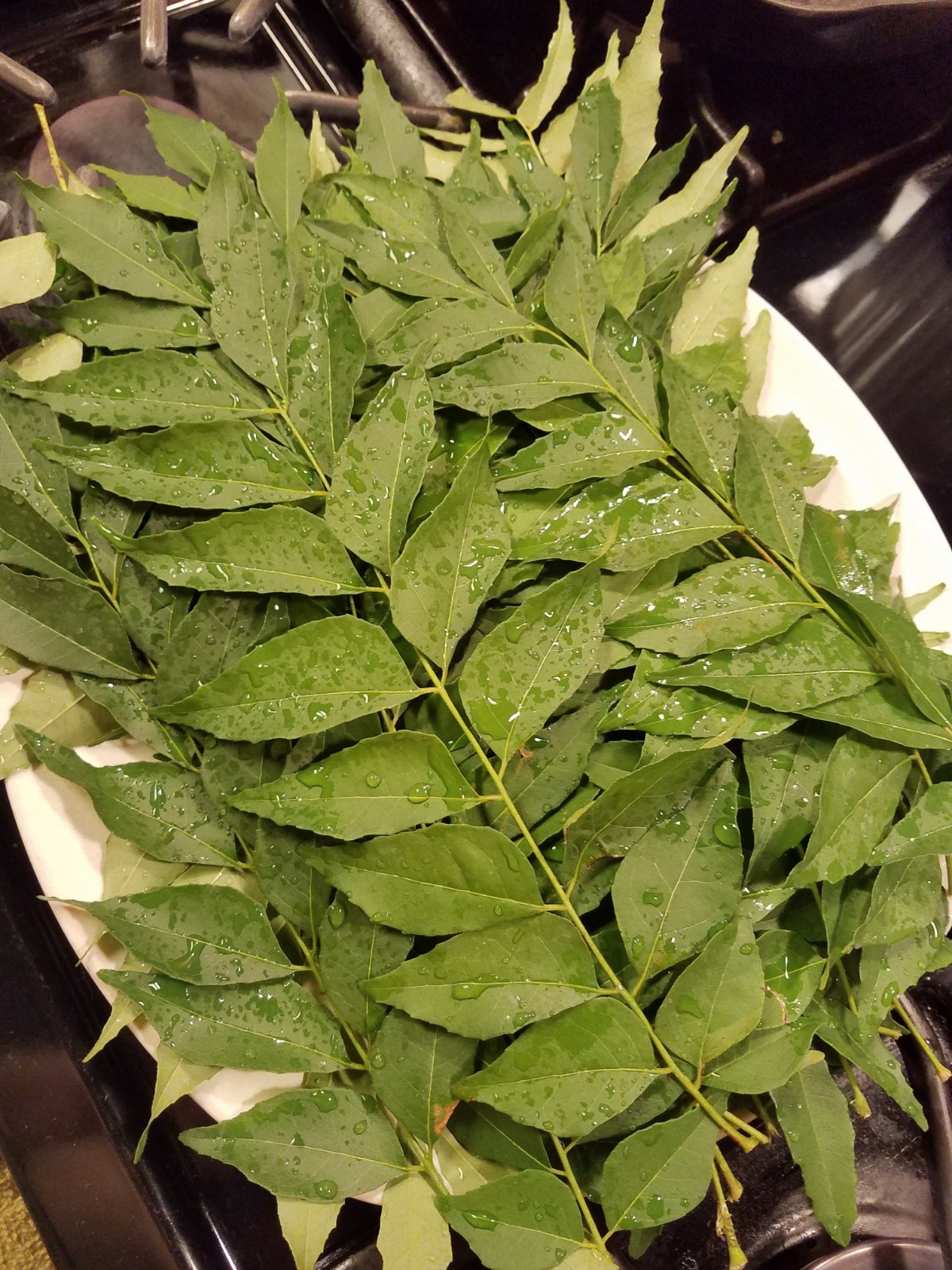 USA Organic Fragrant Fresh CURRY LEAVES Murraya koenigii Herb 20 Stems