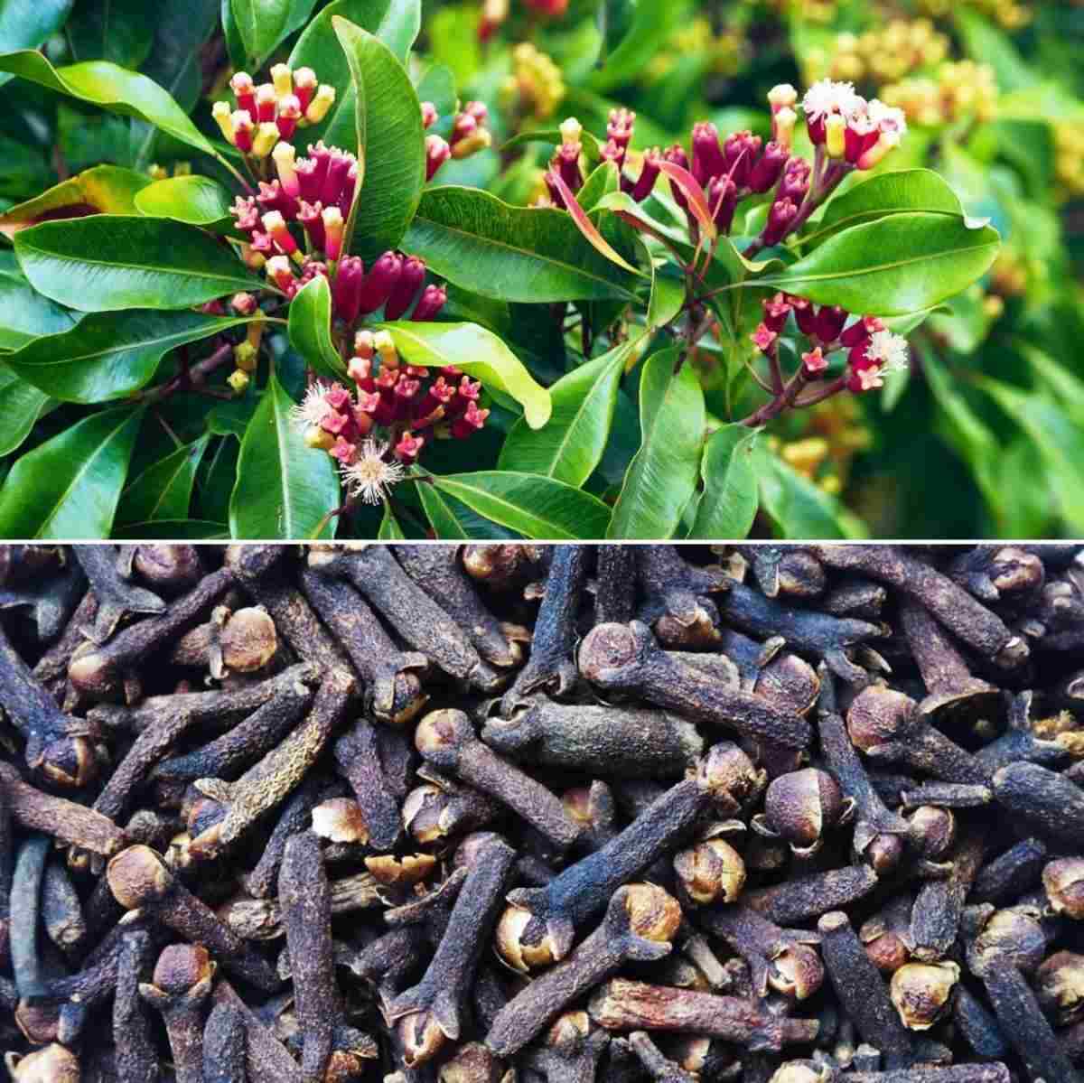 Ceylon 100% High Quality Cloves Organic Natural Sri Lanka Healthy Free Shipping