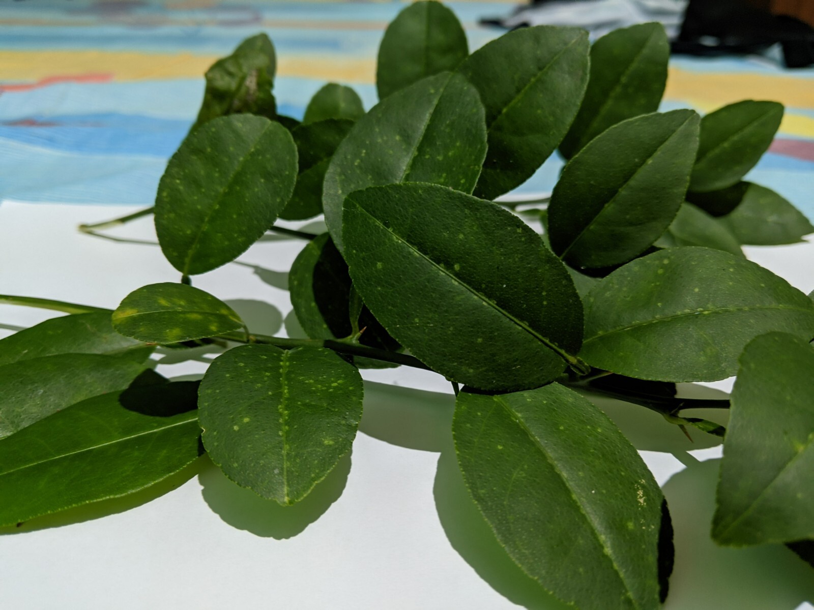 Ceylon Dry Kaffir Lime Leaves 50g,100% Organic Pure Natural Healthy Herbal Tea