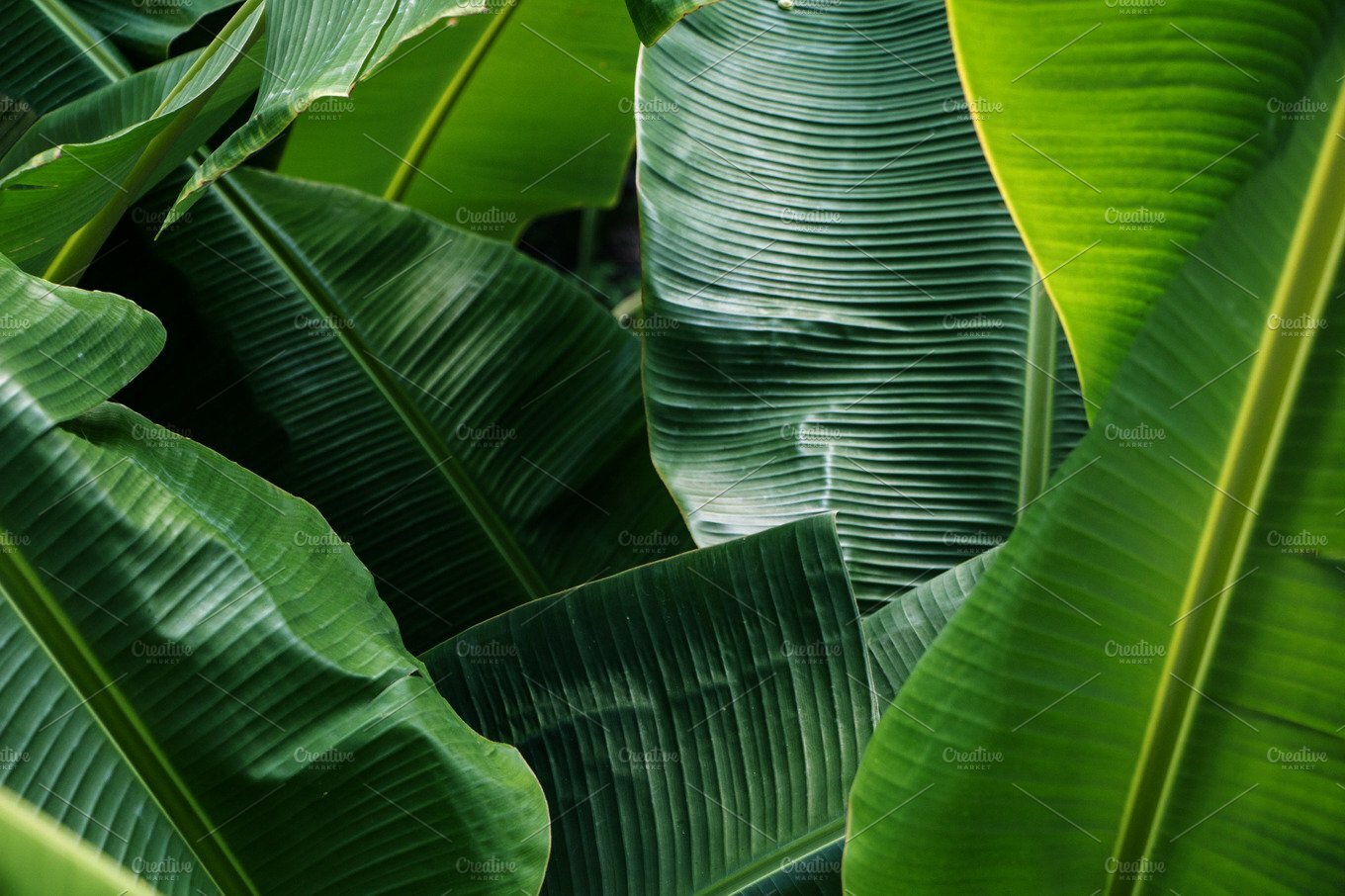 BANANA DRIED LEAVES Organic Ceylon 500pcs