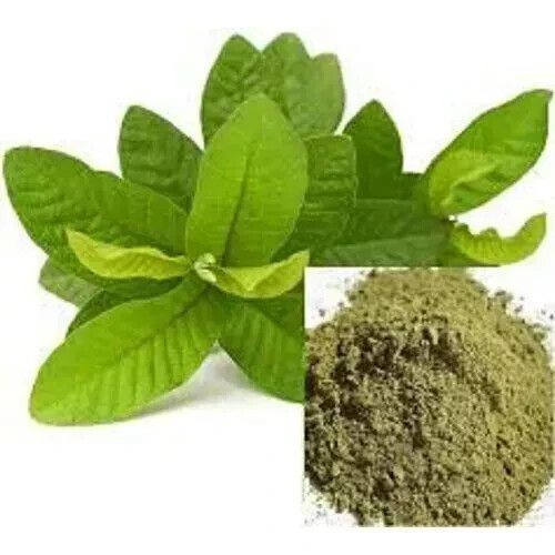 Leaf of Life Powder Bryophyllum pinnatum Miracle Leaf 100G free shipping