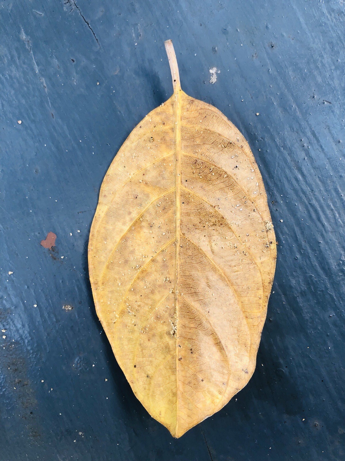 dried Jackfruit leaves