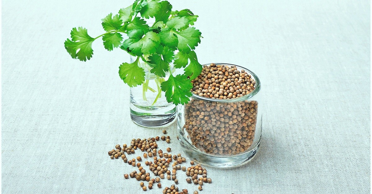 Herbal Coriander Natural Organic Spices free shipping 100% High Quality