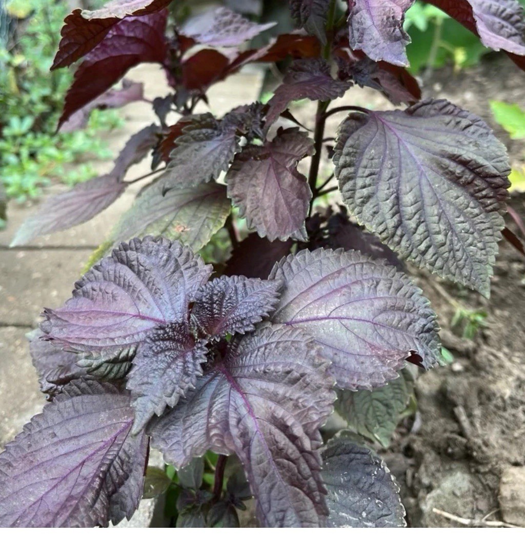 2025 Sun-Dried Shiso Perilla Whole Plants Big Bunch Home Grown Organic 晒干紫苏全株