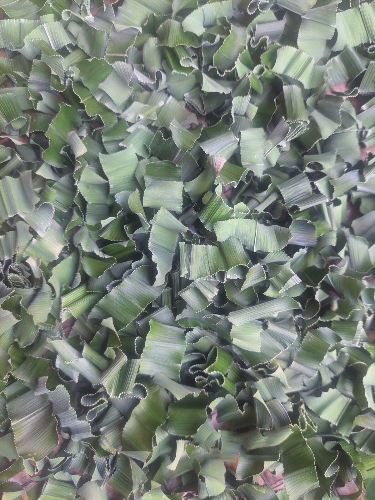 sri lanka tropical Sun dried organic pandan leaves