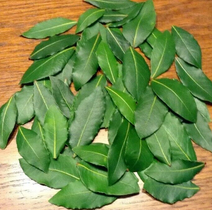 Organic Bay Leaves, 81 Fresh picked leaves, Laurus Nobilis Laurel,free Shipping