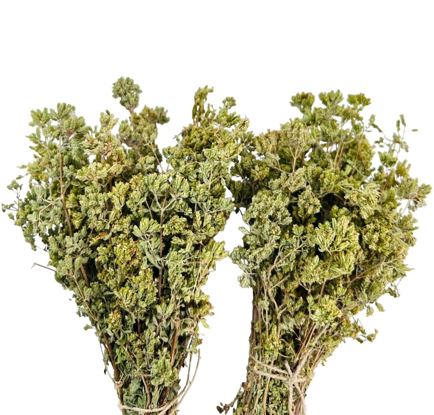 Greek Mountain Oregano Whole Bunch | Harvest 2023 | Origanum VULGARE