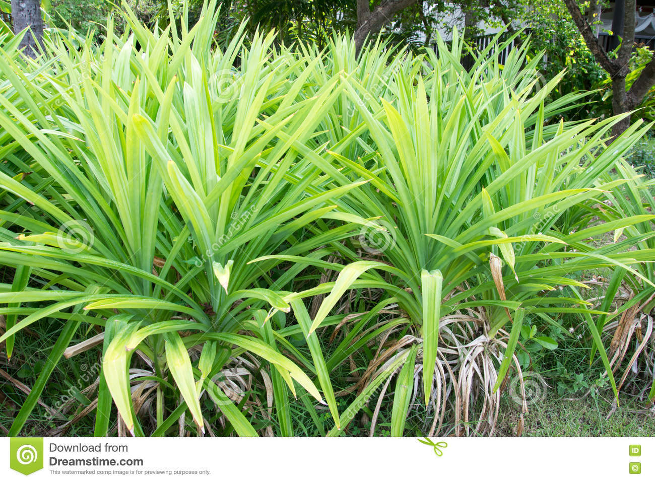 Sun Dried Pandan leaves Dry Natural Organic 100% Pure Quality 100g