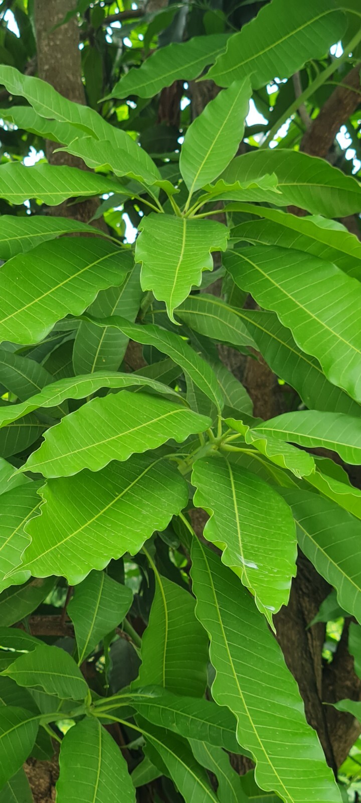 Dried Mango Leaves 100% Organic Picked (100+) No pesticides ever used