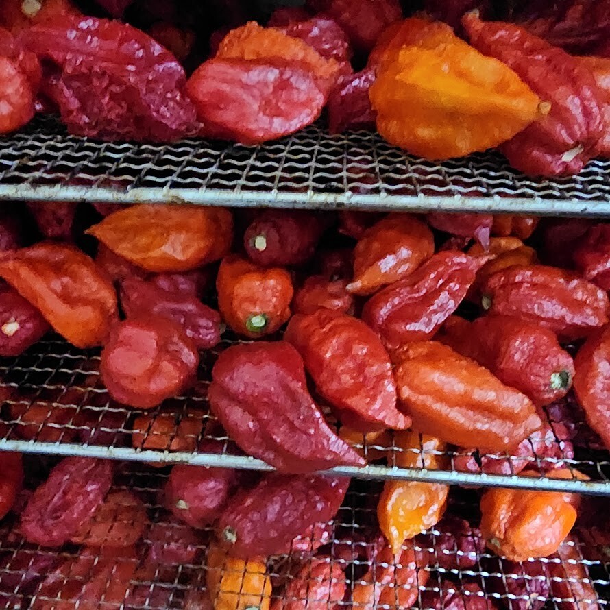 SMOKED Ghost pepper Pods – Count 15 peppers ( 2 pack -30 peppers)