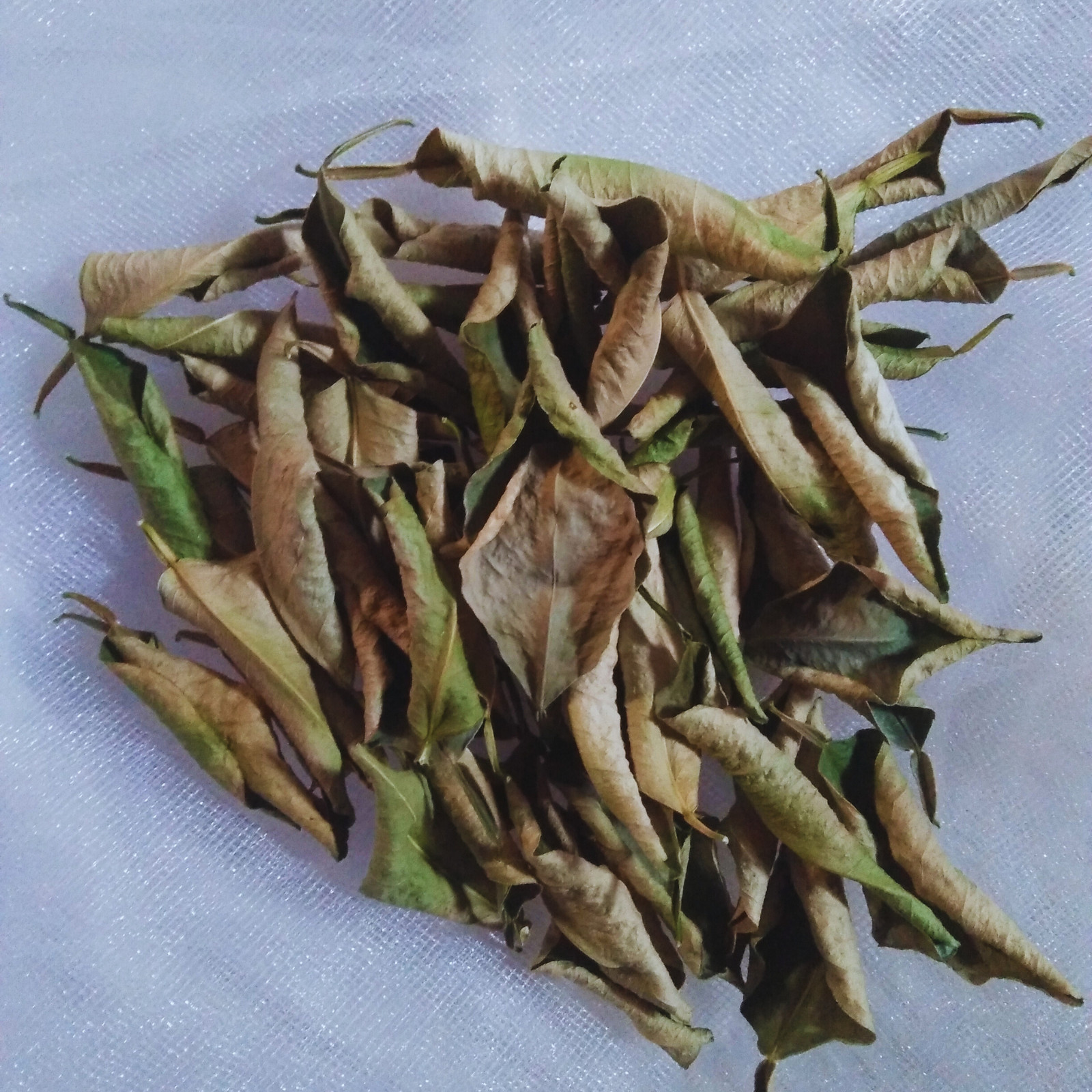 Lime Dried Leaves Organic Fresh Natural Quality Ceylon Pure 100% Herb Premium