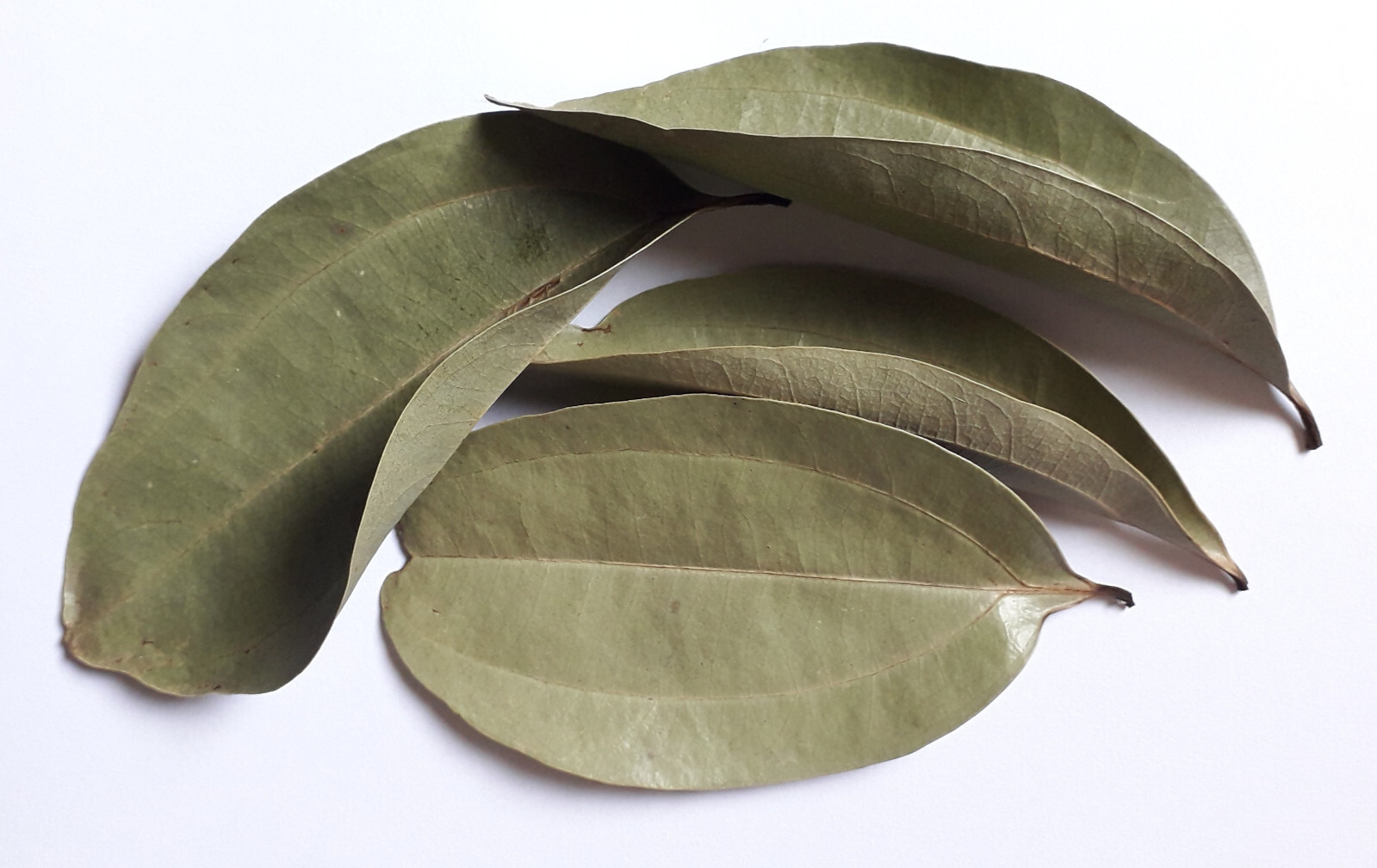 100% Pure Cinnamon Leaf Dry Leaves Herbal Product Spices Natural Drinks Ceylon