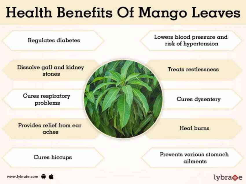 Dried Mango Leaves Natural from Ceylon for a healthy life Organic healthy Tea