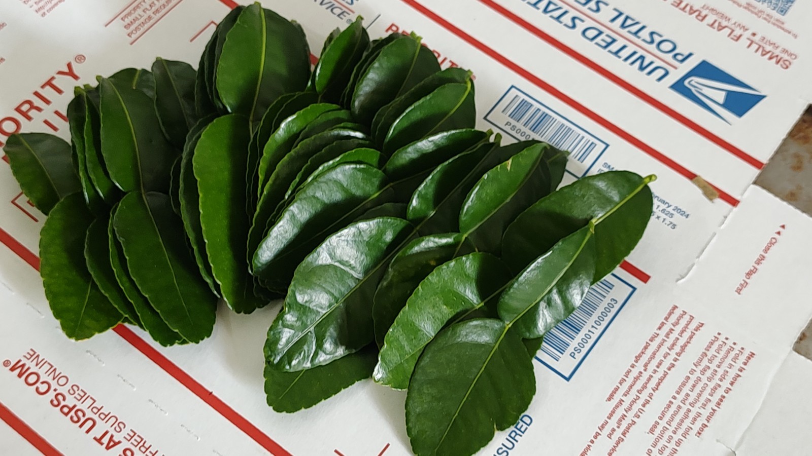 30 Kaffir Lime Leaves Thai Herbs- Picked Fresh to Order