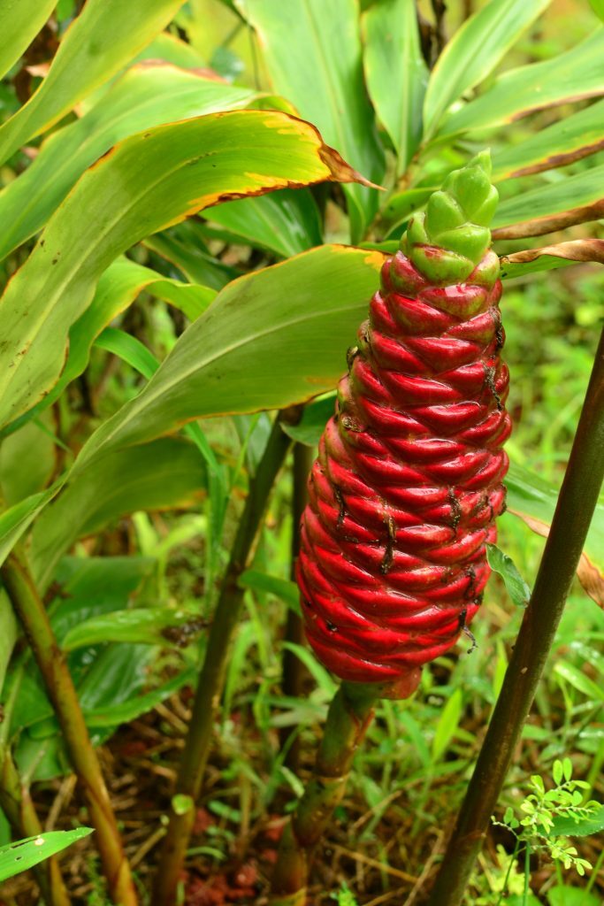 Shampoo Ginger Zingiber zerumbet| Bitter/ Wild Ginger Sri Lanka Wild Herb 3.5oz