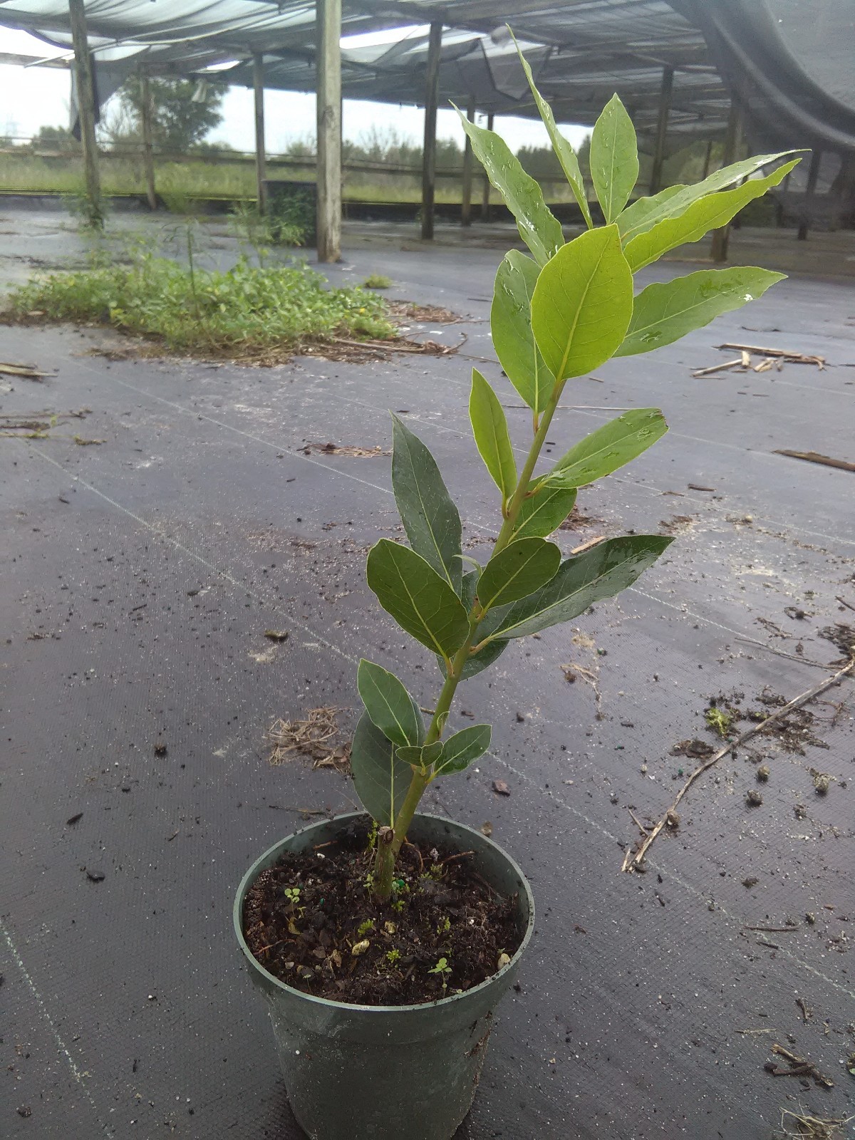 Laurus nobilis – ‘Bay Leaf Tree’ – Bay Laurel one live plant
