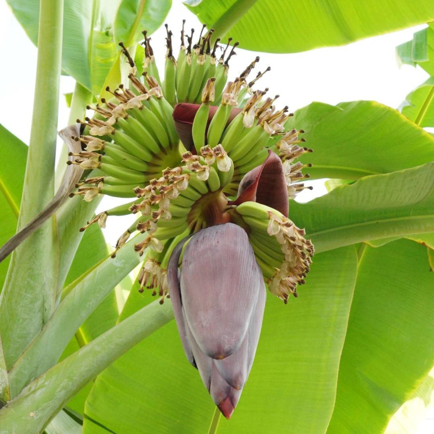 “Fresh Organic Banana Flowers – Edible Blossoms for Culinary”