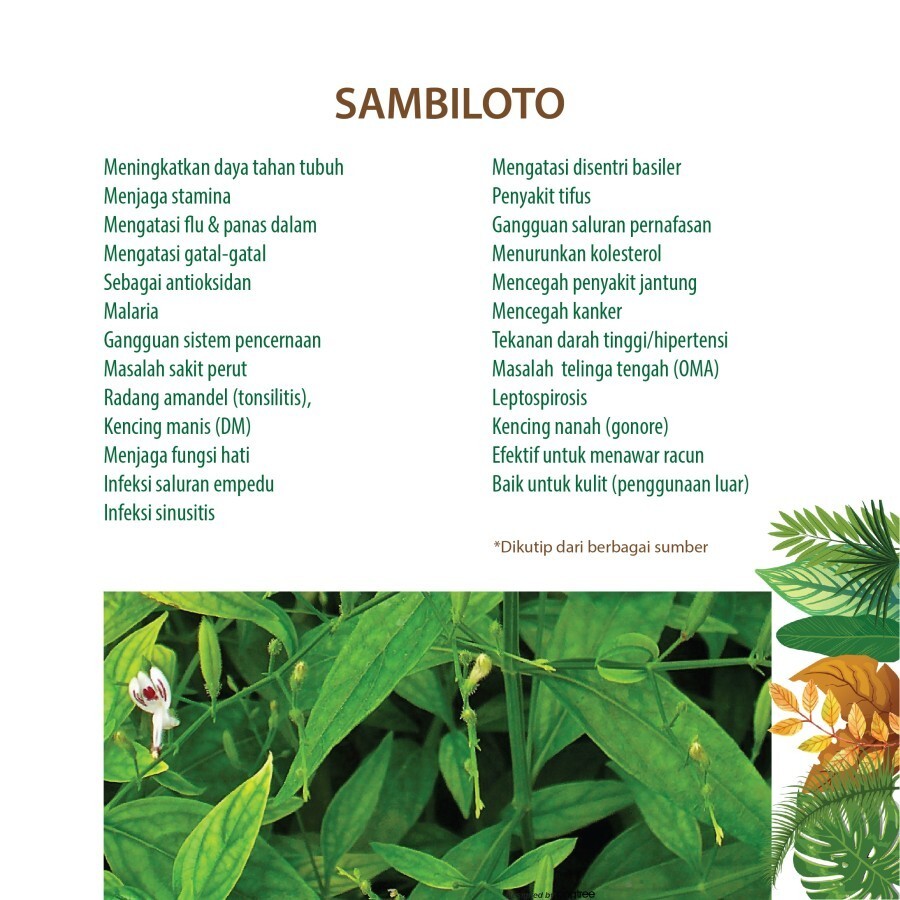 SAMBILOTO 100 Capsules Organic Herbs Spices Fresh Pure Hygienic Premium