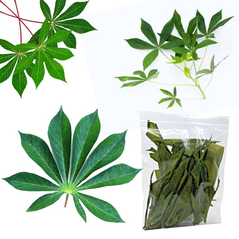 ORGANIC 100% DRIED MANIOC CASSAVA LEAVES Ceylon Natural Fresh Best Quality 30+