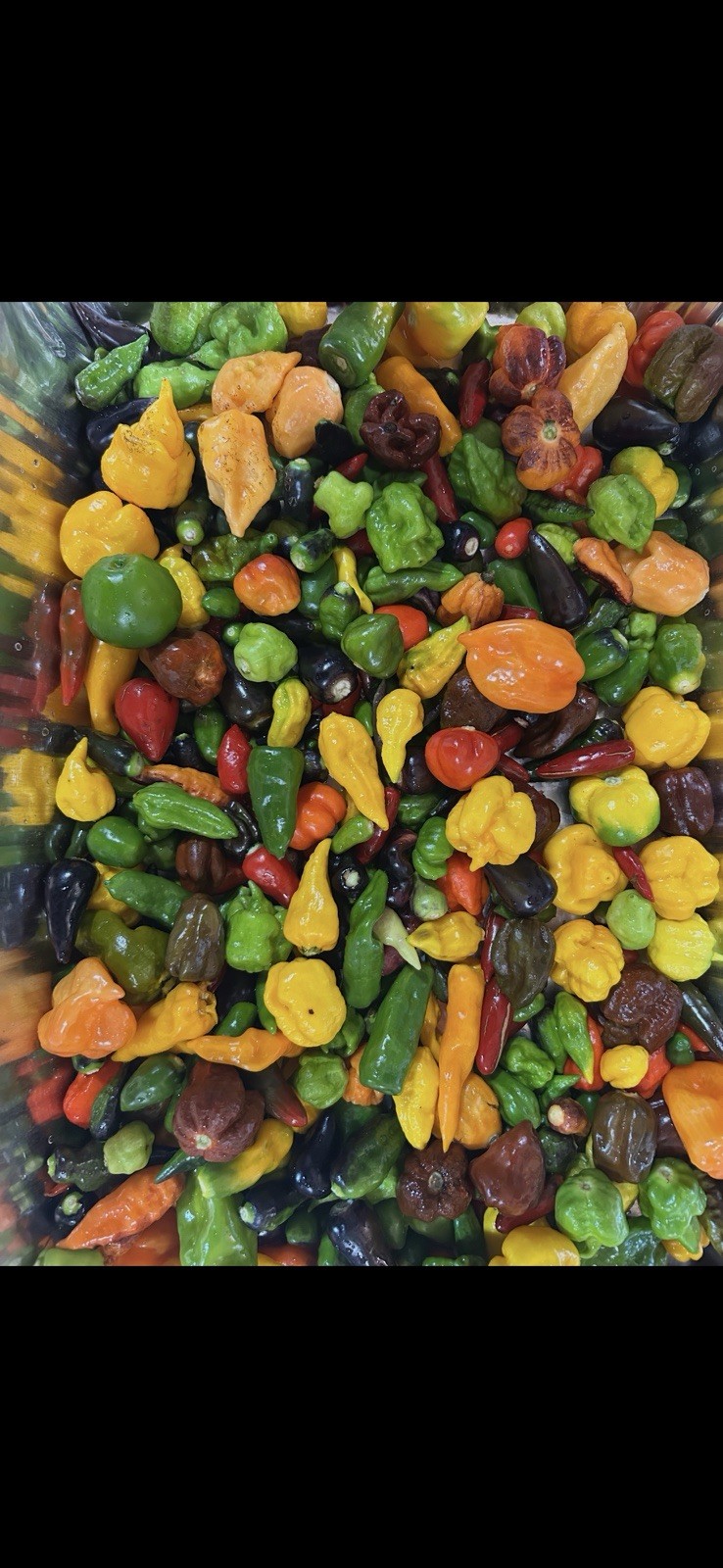 CHILI POWDER! Fonzy’s Magic Dust (Fire roasted peppers) EXTREMELY HOT!! 🌶️ 1oz