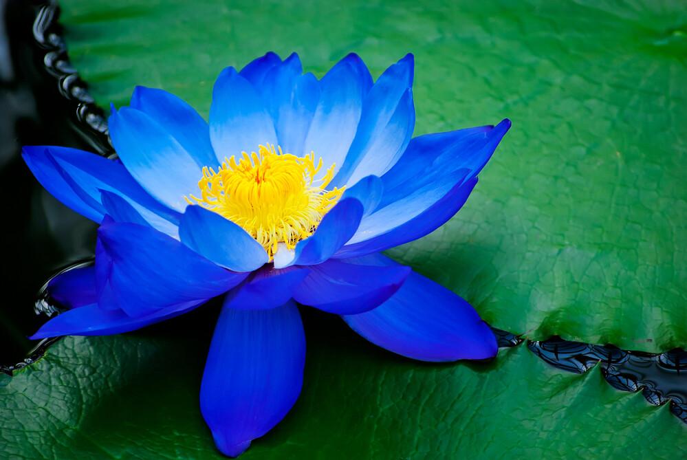 Blue Lotus Flowers Nymphaea Caerulea Hand Picked Dried Pure ceylon Blumen