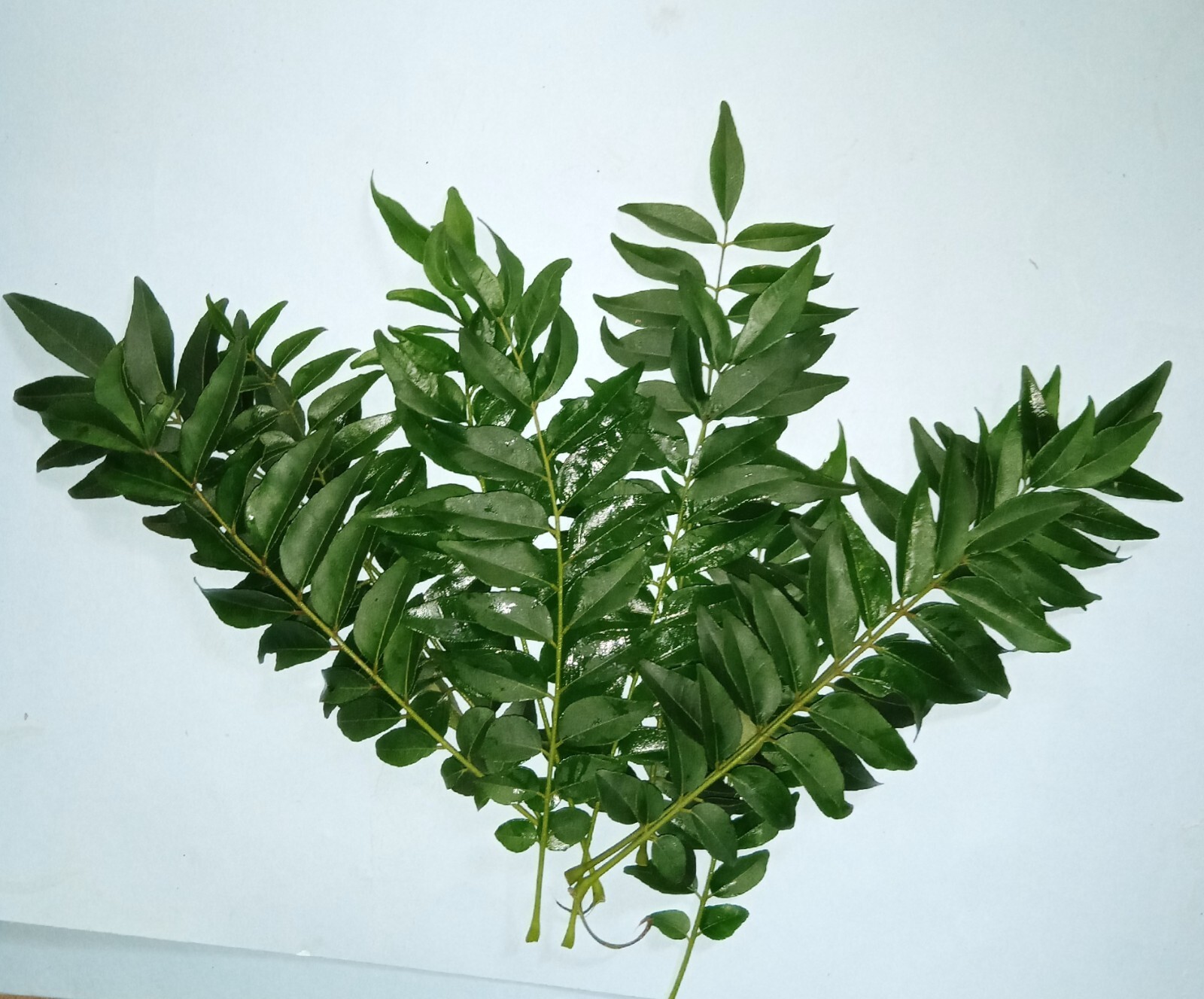 100% Natural Curry Leaves Food Flavoring and Herbal Tea organic 100g