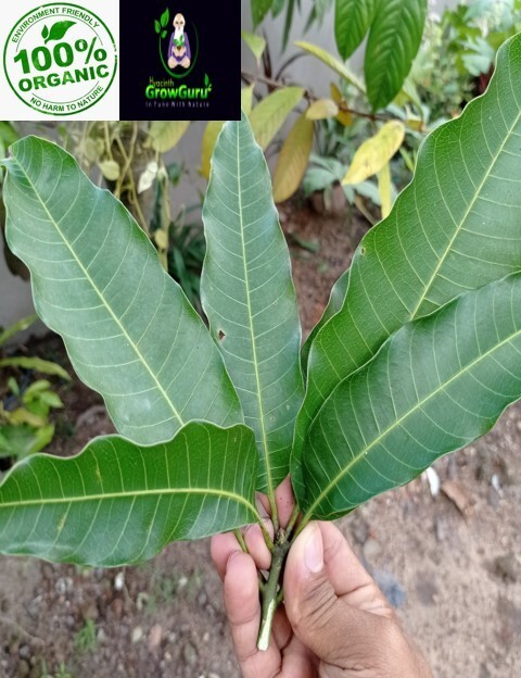 Ceylon Natural Premium Quality Fresh Dried Mango(Aba) Leaves Mangifera 100g
