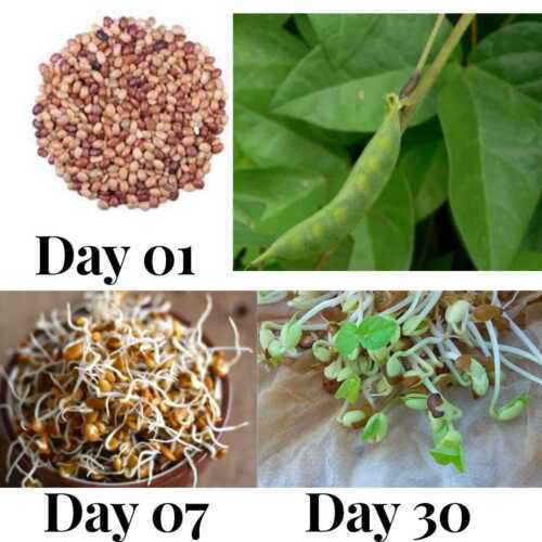 100% Home Made Organic Pure Macrotyloma uniflorum Kulthi 250g