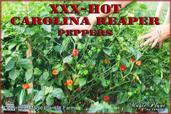 Carolina Reaper Powder 8oz. | Carolina Reaper Pepper Hottest Chili Powder