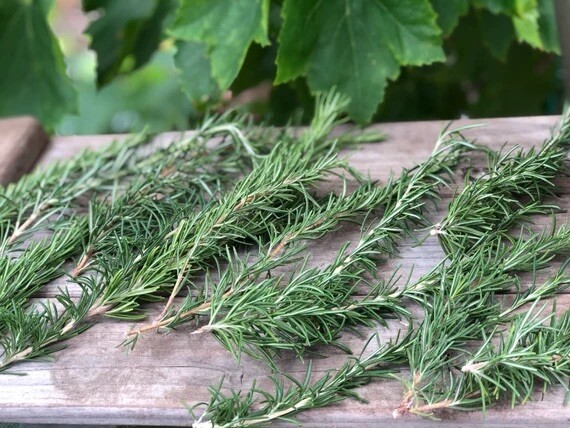 FRESH 100% Organic ROSEMARY Sprigs * Cut Upon Order * HERB * Grown In NE Florida