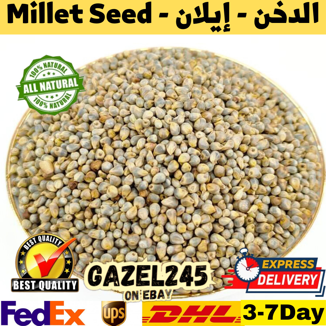 Millet Seeds Fresh Pure 100% Natural Herb Spice Organic AA ايلان الدخن دخن